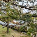 Huawei выпустила Mate 40 Pro. Первый обзор смартфона